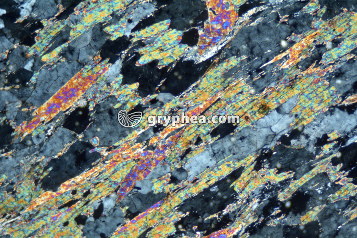 Micaschiste à sillimanite LPA x25 - gryphea.org